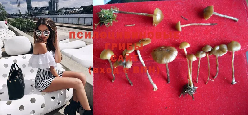 наркотики  Олёкминск  Псилоцибиновые грибы Psilocybe 